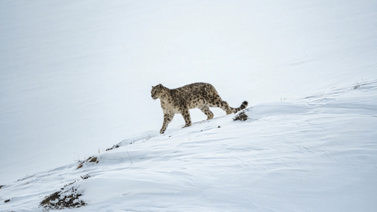 Snow Leopard Spotting in Spiti Valley in Winter – Best Winter Wildlife Destination in India