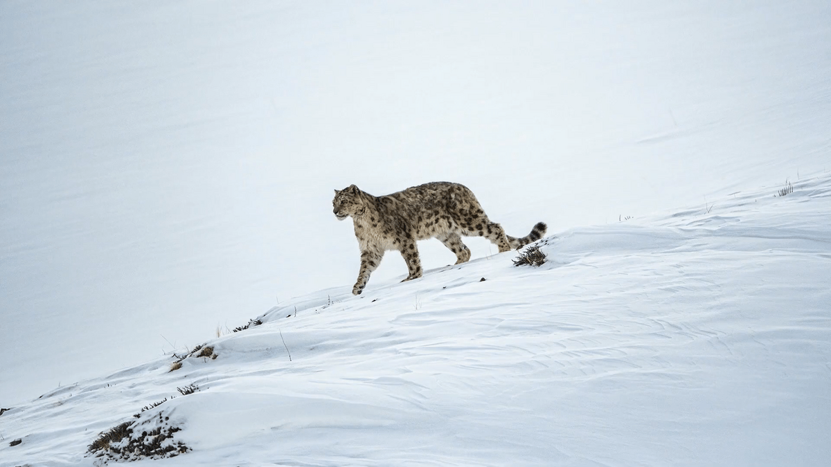 Snow Leopard Spotting in Spiti Valley in Winter – Best Winter Wildlife Destination in India