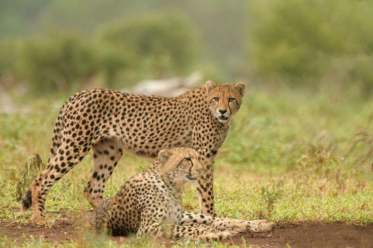 India’s First Cheetah Safari at Kuno National Park: The Complete 2026 Guide
