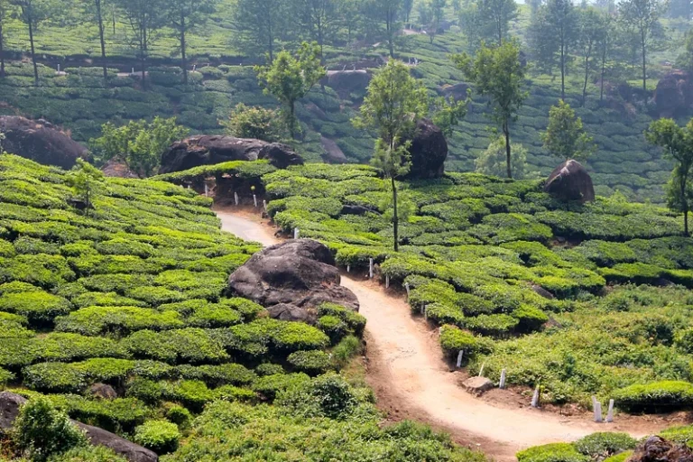 Eco-Friendly Travel in India | Best Sustainable Stays & Green Experiences