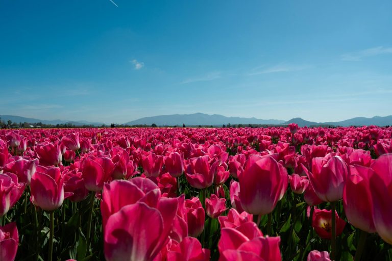 Srinagar Tulip Festival 2026: Dates, Timings, Tickets & Garden Tips