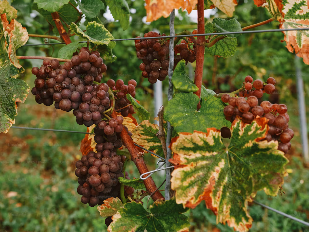 Nashik Vineyards in January and February 2026 – Winery Tours & Events in Nashik’s Wine Region