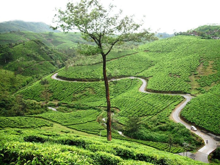 Munnar to Vagamon Road Trip Guide – Best Stops & Tips
