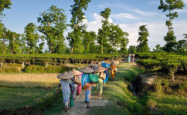 This Small Indian City Is Suddenly Everywhere on Google -Plan a Trip to Jorhat