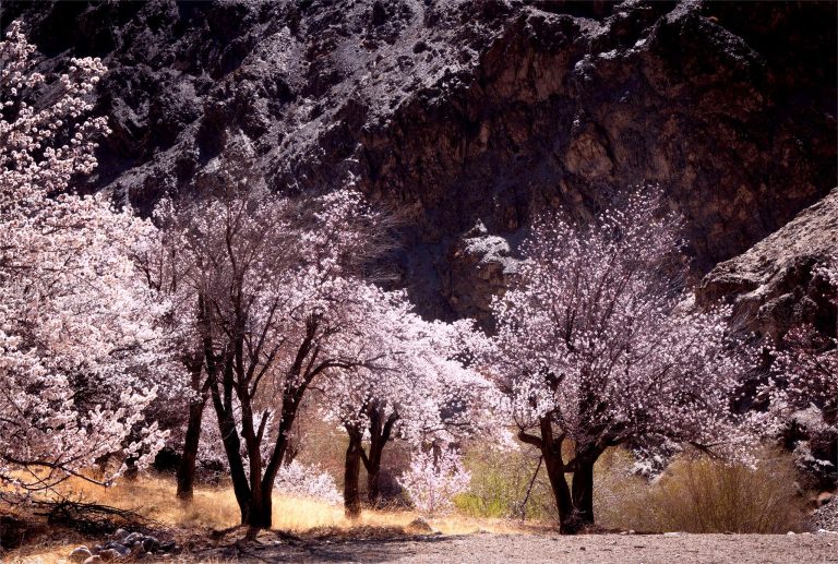 Apricot Blossom Festival 2026 in Ladakh: Best Time, Locations & Travel Guide