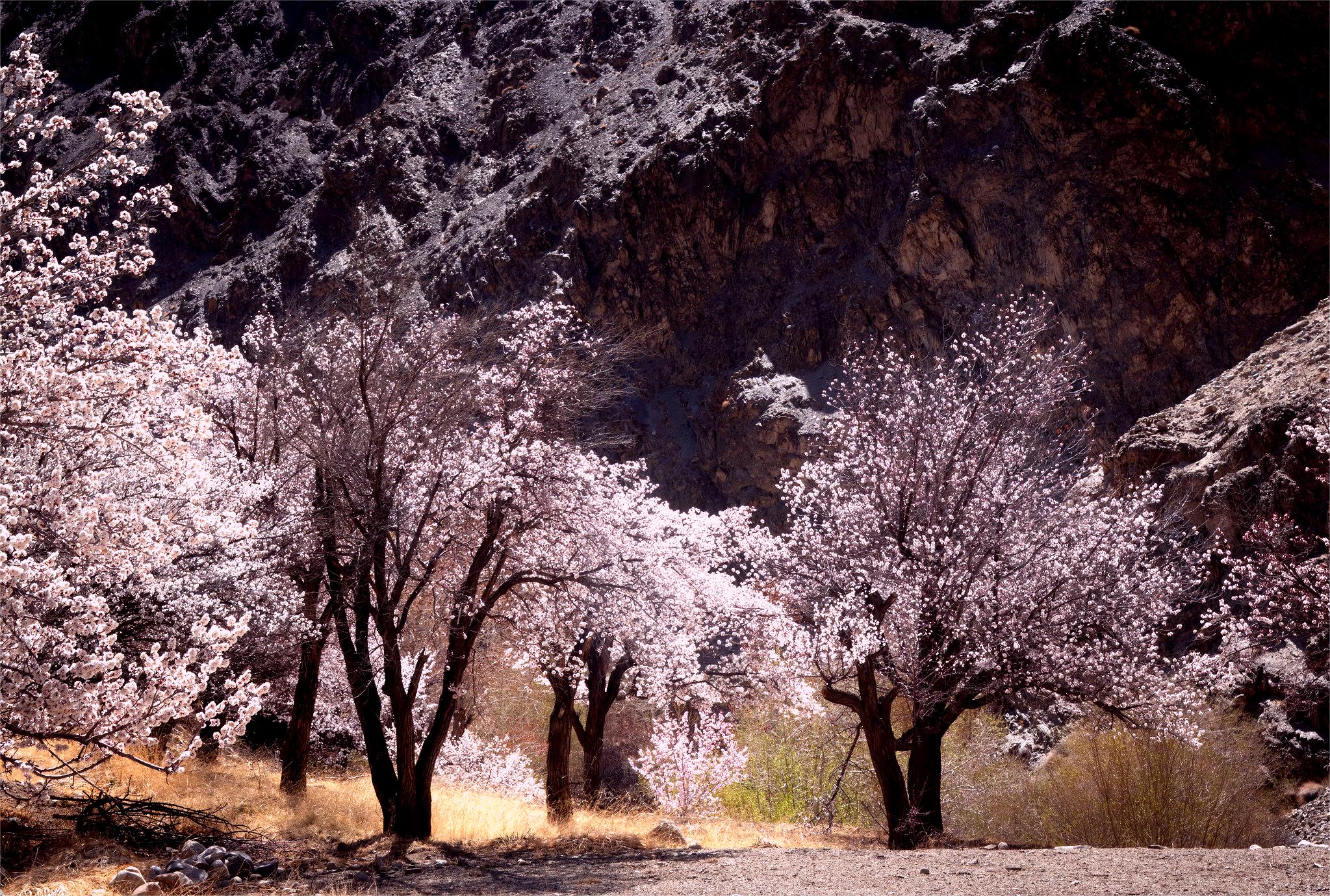 Apricot Blossom Festival 2026 in Ladakh: Best Time, Locations & Travel Guide
