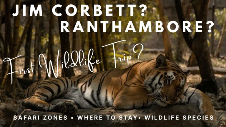 Jim Corbett vs Ranthambore? Best National Park in India for Your First Wildlife Trip in 2026