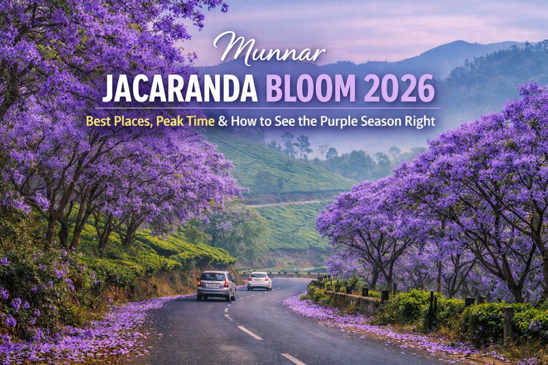 Munnar Jacaranda Bloom 2026: Where to See It, When to Go & How to Catch the Purple Season Right