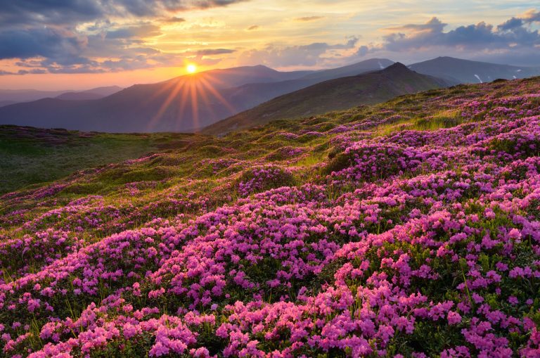 Sikkim Rhododendron Bloom 2026: When to Go, Which Trails & What to Photograph in April