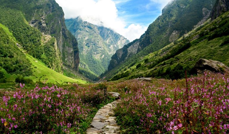 Valley of Flowers Trek 2026: Best Time (Peak Bloom July- Aug)