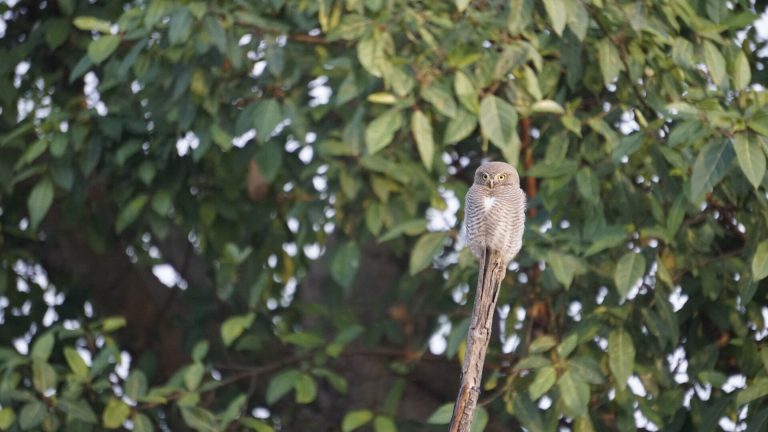 Bird Watching in Jim Corbett: 20 Species, 6 Hotspots & Best Time to Visit (2026)