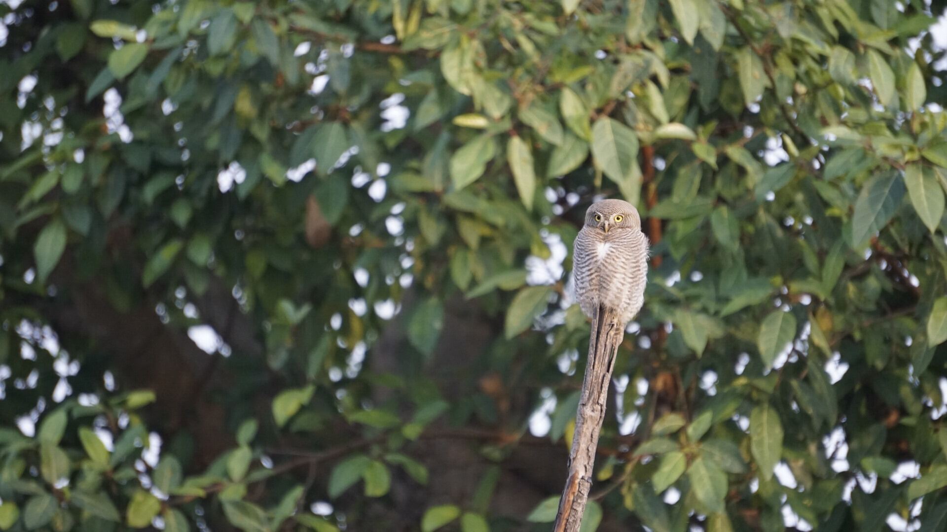 Bird Watching in Jim Corbett: 20 Species, 6 Hotspots & Best Time to Visit (2026)