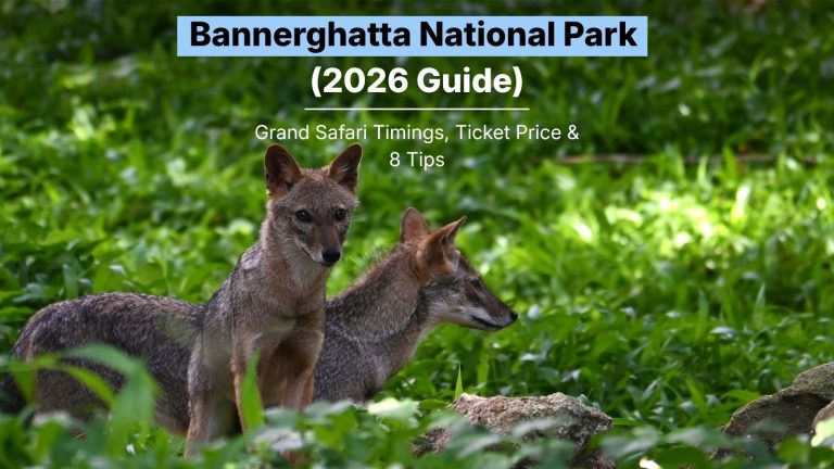 Bannerghatta National Park: Grand Safari Timings, Ticket Price & 8 Tips (2026 Guide)