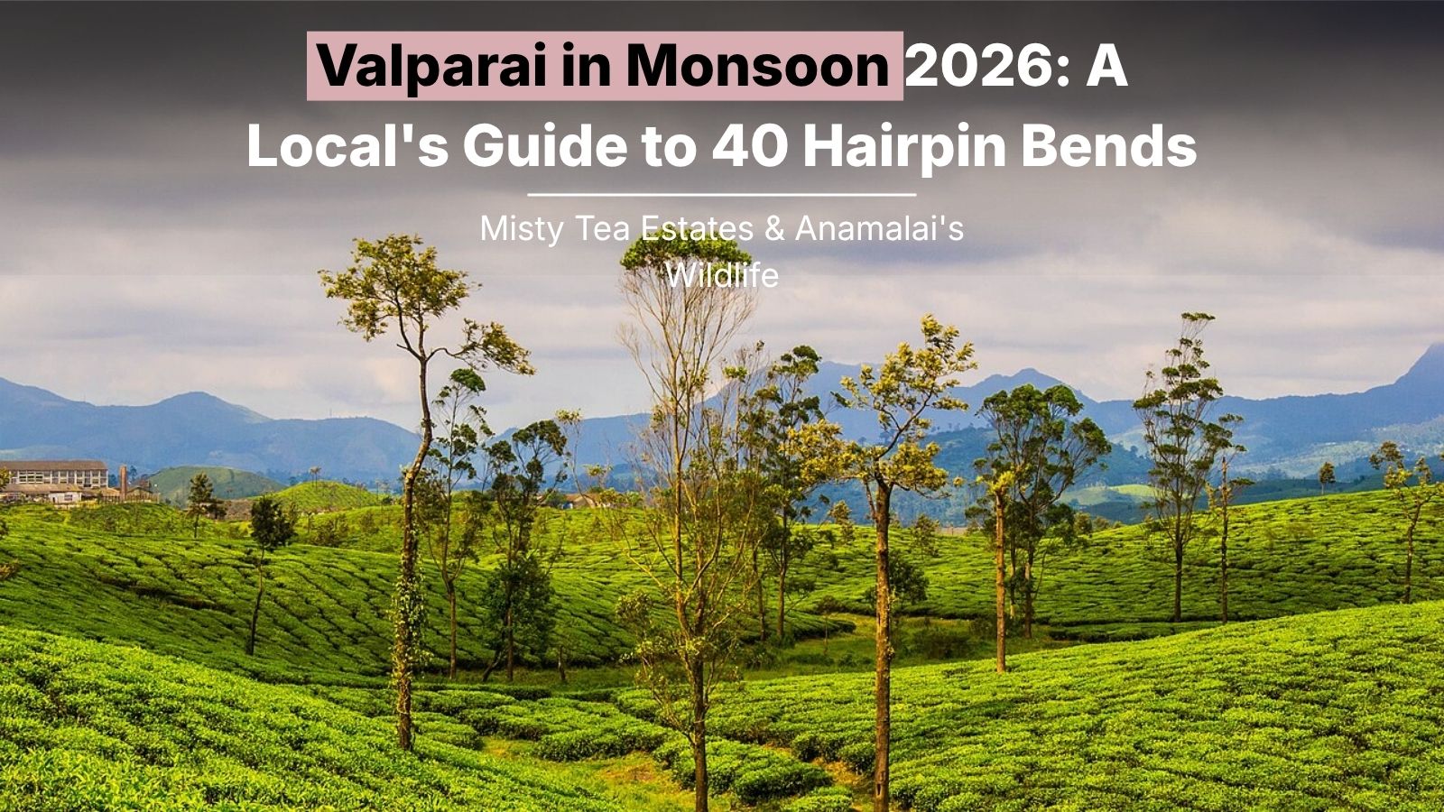Valparai in Monsoon 2026: A Local’s Guide to 40 Hairpin Bends, Misty Tea Estates & Anamalai’s Wildlife