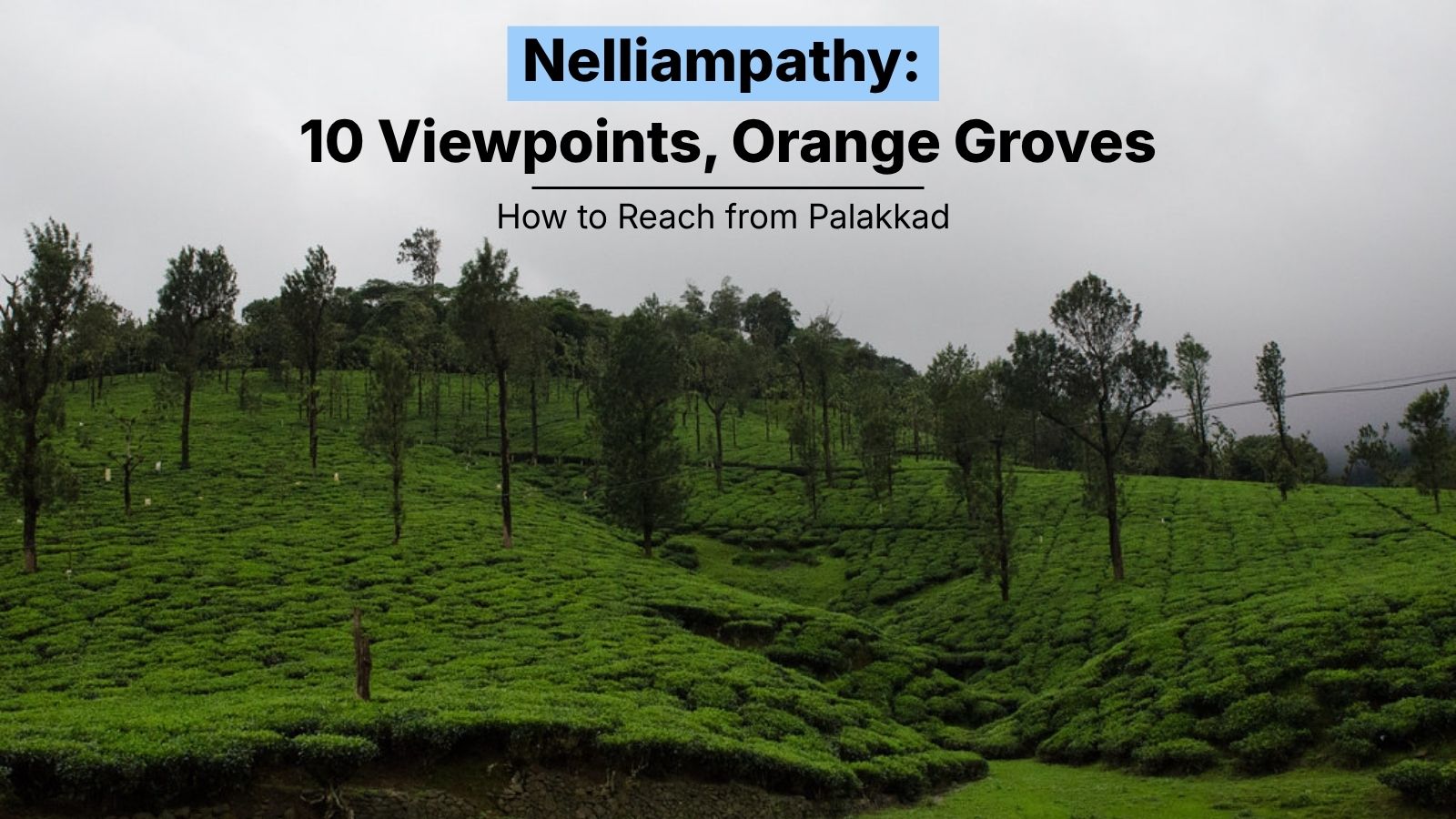 Nelliampathy: 10 Viewpoints, Orange Groves & How to Reach from Palakkad (2026 Guide)