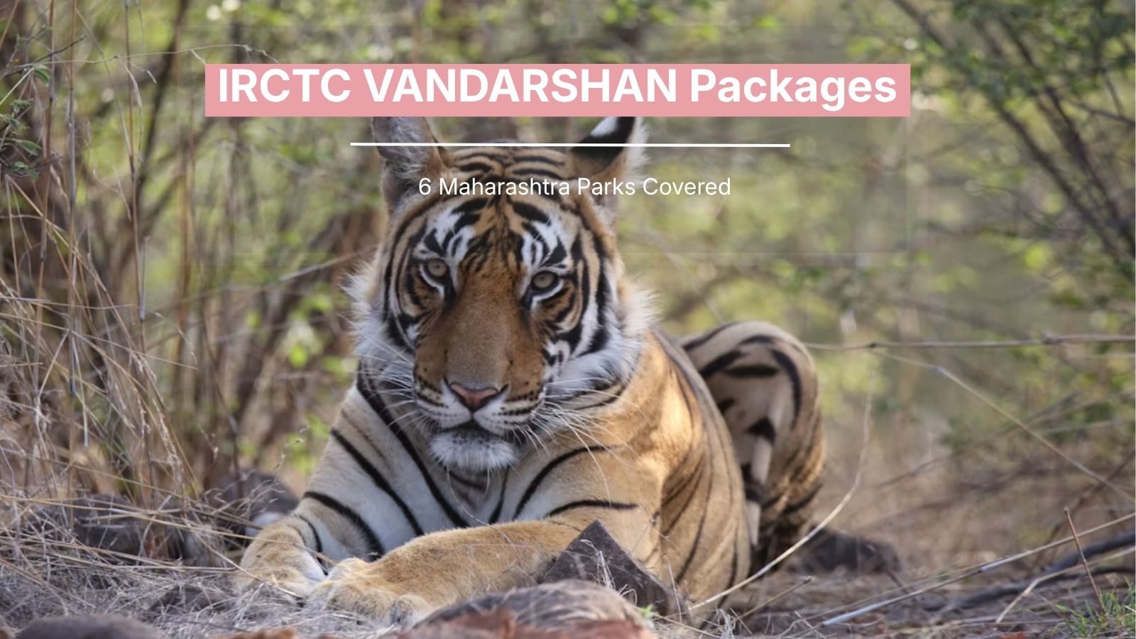 IRCTC’s New VANDARSHAN Packages Cover 6 Maharashtra Wildlife Destinations: Routes, Parks and What’s Actually Included