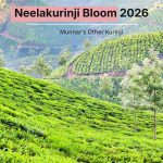 Munnar’s Other Kurinji Hill Is in Bloom, 4 Years Before the One Everyone Waits For