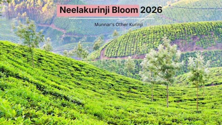 Munnar’s Other Kurinji Hill Is in Bloom, 4 Years Before the One Everyone Waits For